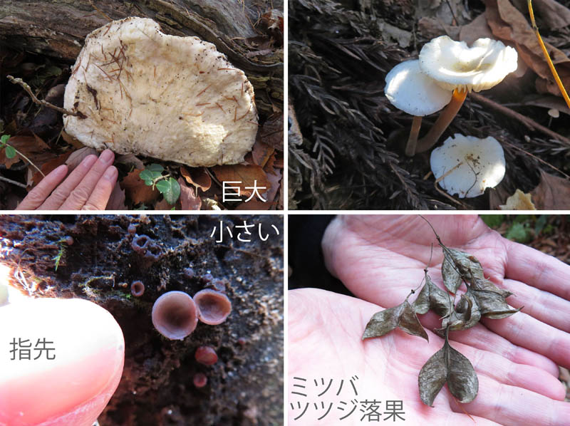 photo：木の実やキノコ：髻山