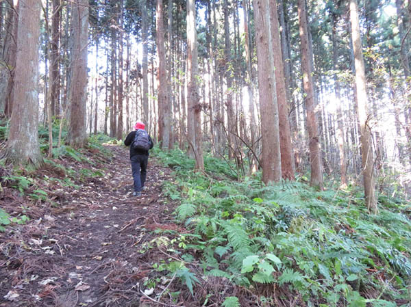 photo：シダが茂る杉林：髻山