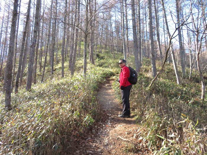photo：明るいカラマツの森：守屋山