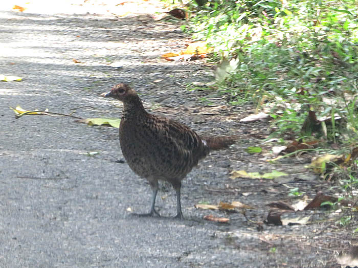 photo1道路にキジ