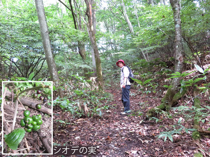 photo11森の中の道,シオデの実