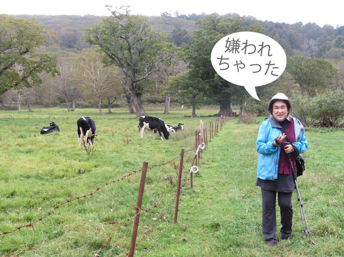 photo15牧場の牛