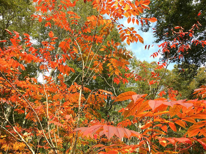 photo2カヤの平の紅葉