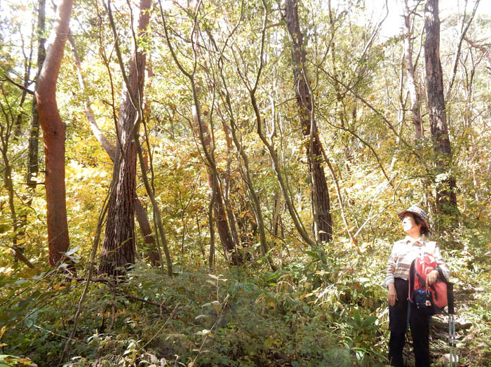 photo16秋色の山