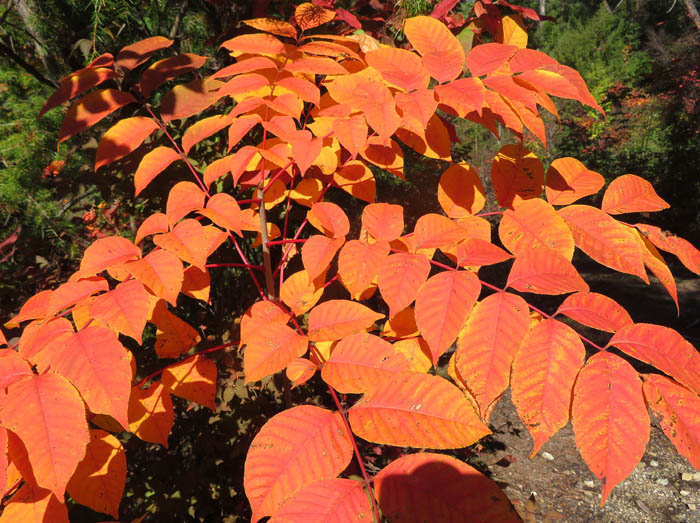 photo8最初に紅葉するヤマウルシ