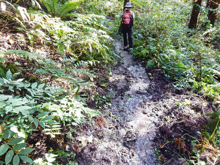 photo9道が川になっている
