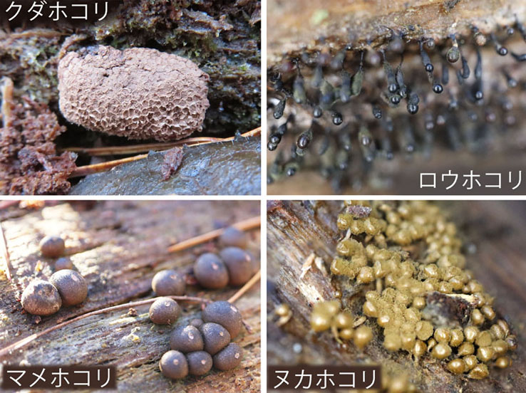 photo：変形菌クダホコリ,ロウホコリ,マメホコリ,ヌカホコリ：大峰山,地附山