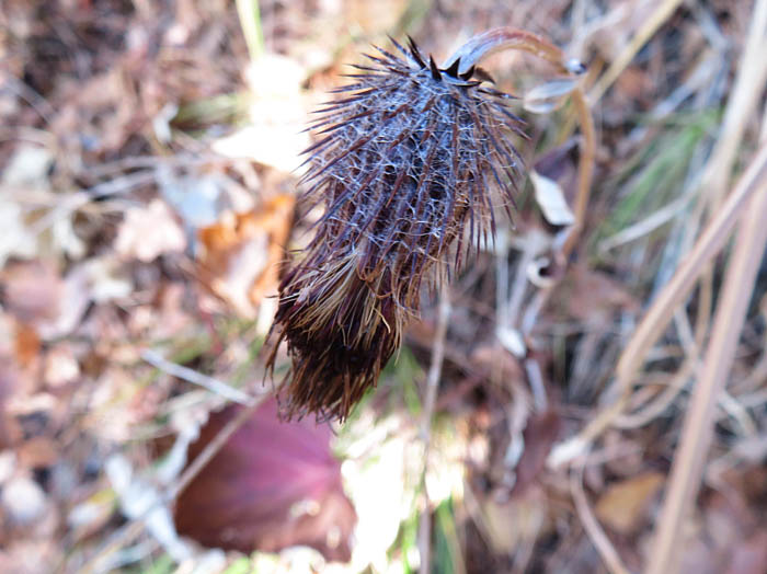 photo：オヤマボクチ実：大峰山
