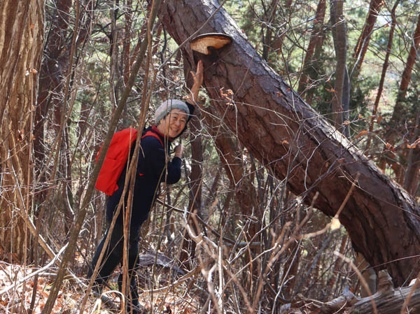 photo：巨大サルノコシカケ：大峰山