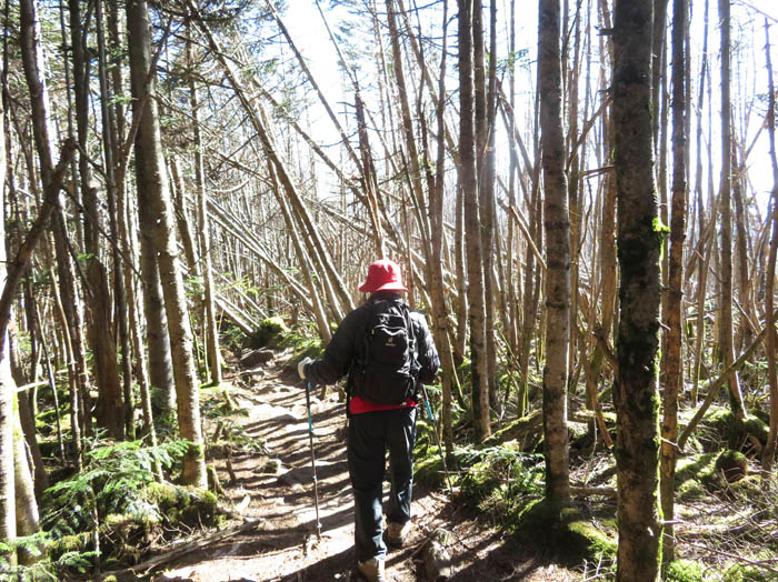 photo13縞枯現象の中を行く