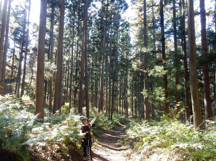 photo15針葉樹の森