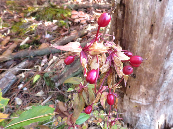 photo2ツルリンドウ実