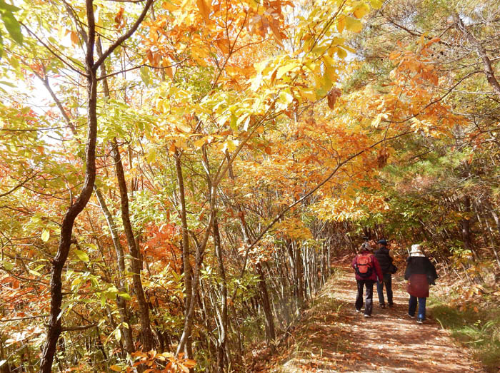 photo1紅葉の森を行く