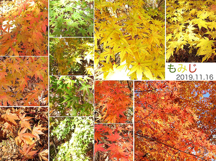 photo3紅葉