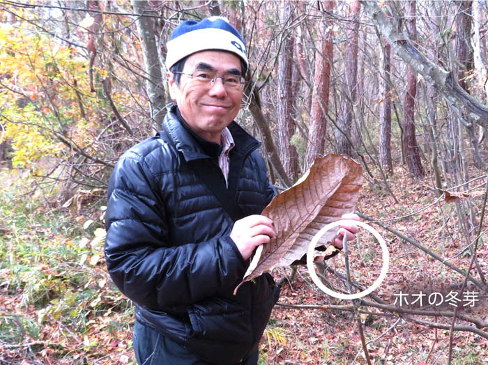photo8大きなホオの葉っぱ