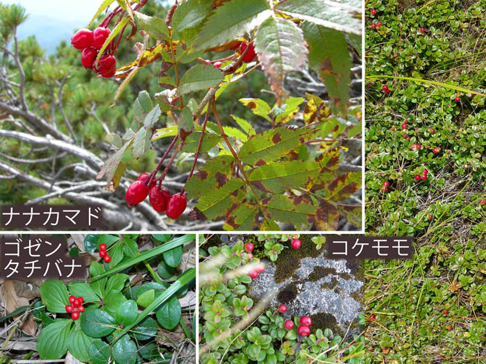 photo12赤い実,ナナカマド,コケモモ,ゴゼンタチバナ