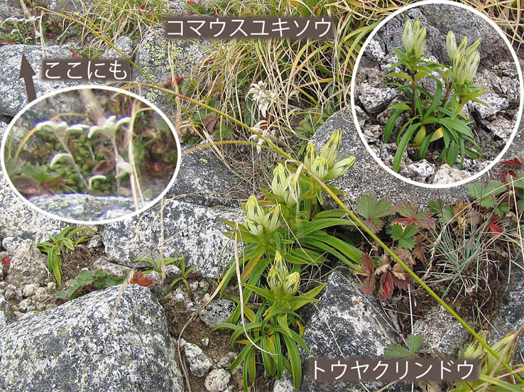 photo18コマウスユキソウ,トウヤクリンドウ
