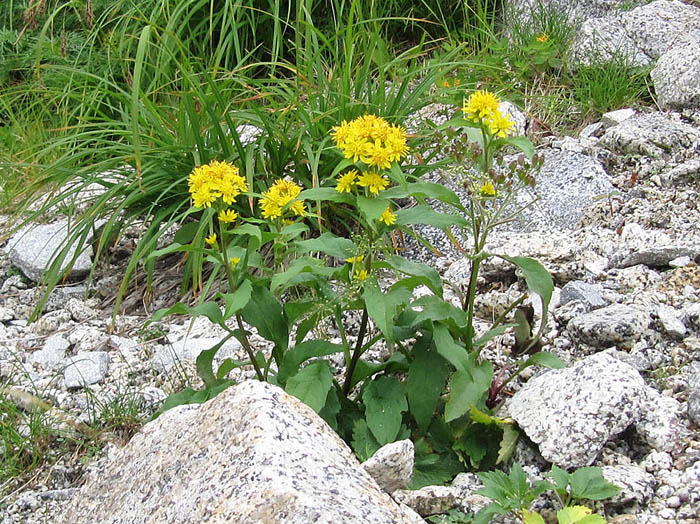 photo8ミヤマアキノキリンソウ