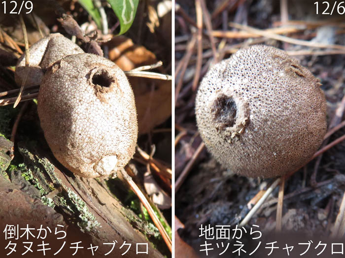 photo：キツネノチャブクロ,タヌキノチャブクロ：地附山