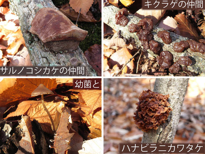 photo：サルノコシカケの仲間,キクラゲの仲間,幼菌と不明キノコ,ハナビラニカワタケ：地附山