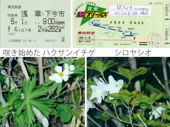 photo：ハクサンイチゲ,シロヤシオ：霧降高原