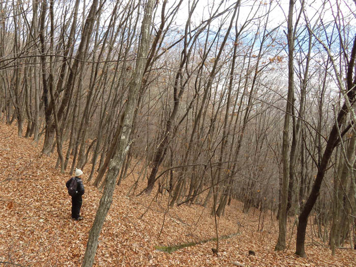 photo：落ち葉の絨毯：地附山
