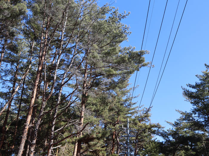 地附山頂上の電線