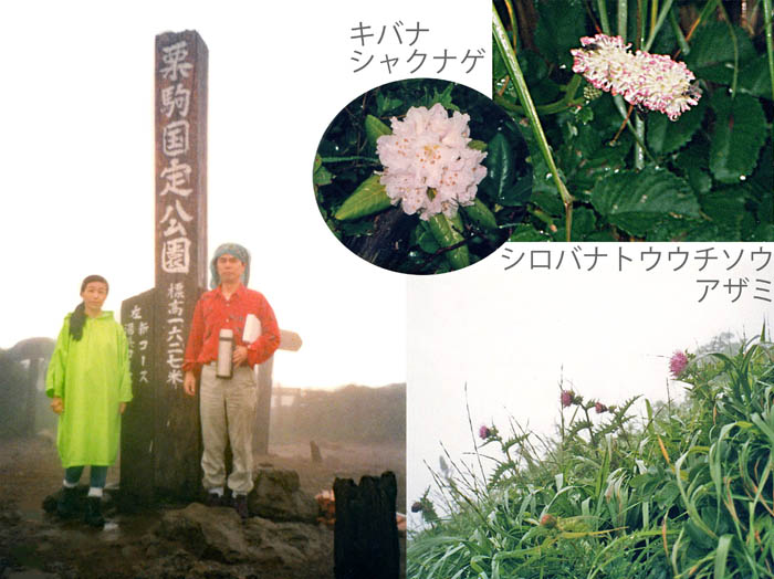 photo19栗駒山登頂,キバナシャクナゲ,シロバナトウウチソウ