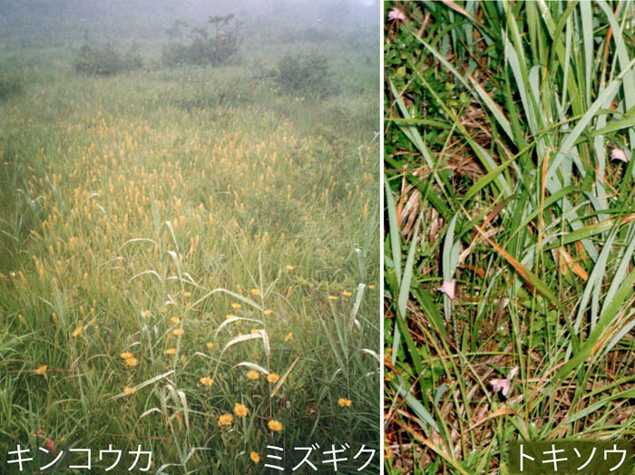 photo20キンコウカ,ミズギク,トキソウ