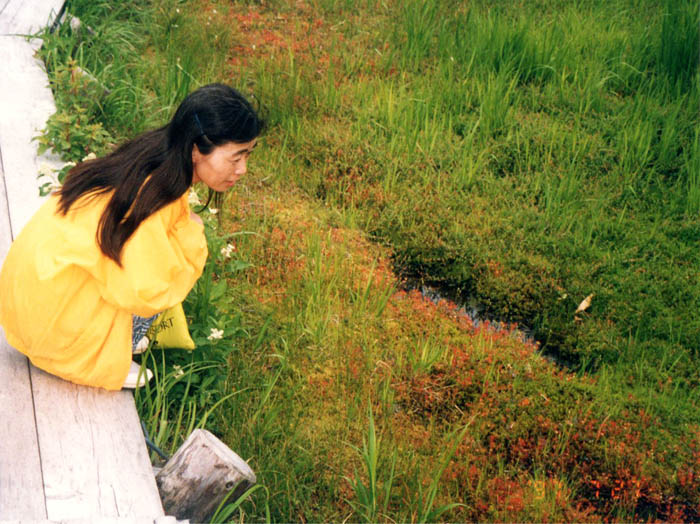 photo5ツンドラ帯のモウセンゴケ