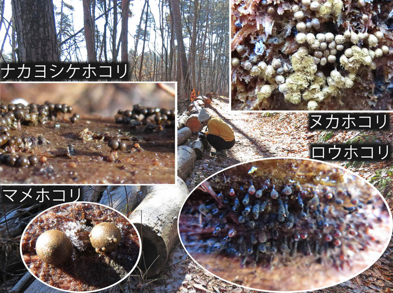 photo：ナカヨシケホコリなど：地附山