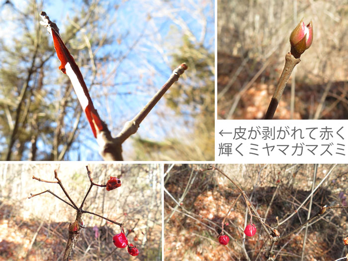 photo：冬のミヤマガマズミ：地附山