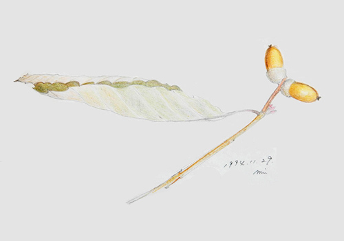 草花の絵・ドングリ