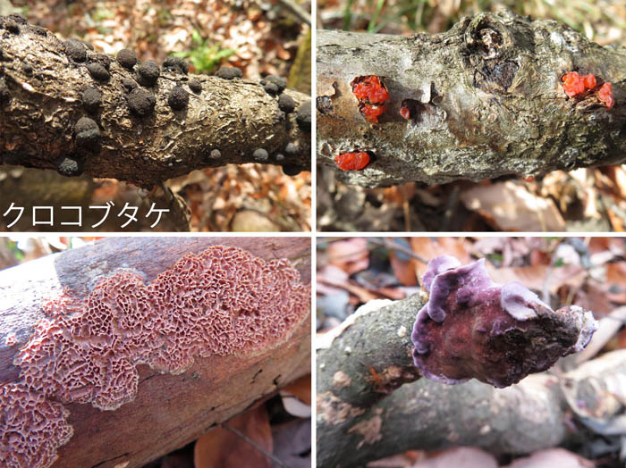 photo：色も形も千差万別キノコ,クロコブタケなど：髻山泥の木古墳