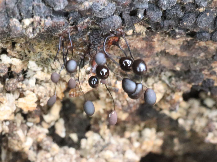 photo：粘菌　PM２時半頃：髻山泥の木古墳
