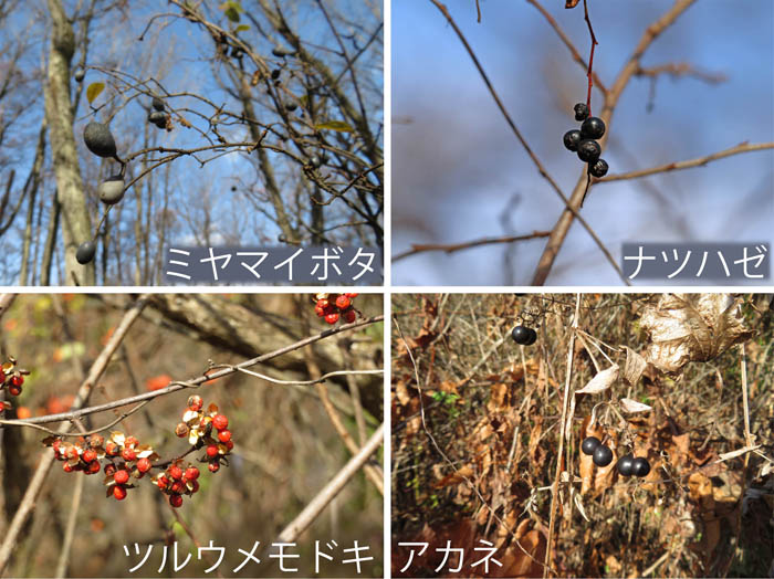 photo：色々な実,ミヤマイボタ,ナツハゼ,ツルウメモドキ,アカネ