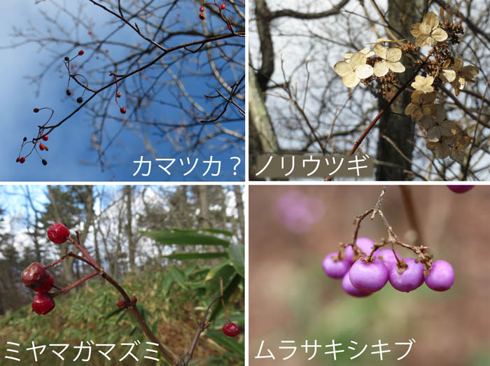 photo：カマツカ？,ノリウツギ,ミヤマガマズミ,ムラサキシキブ：三登山