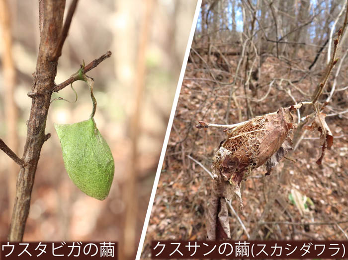 photo：ウスタビガの繭,クスサンの繭：三登山