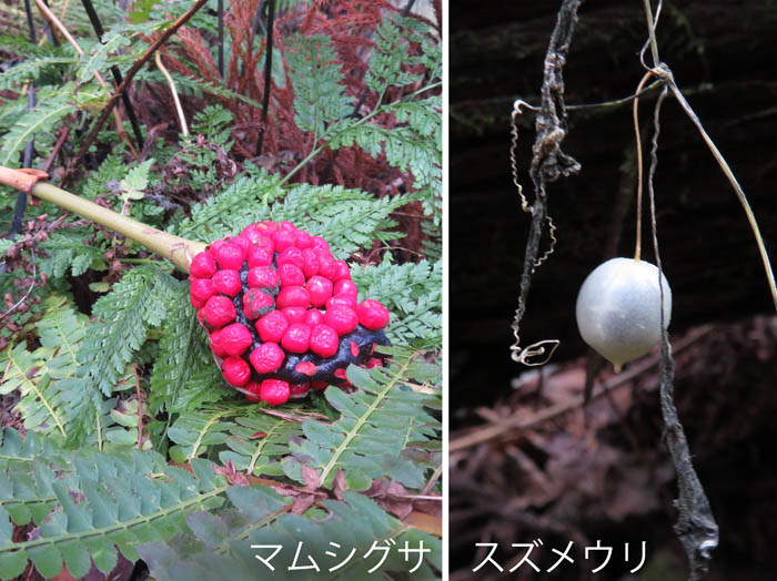 photo：マムシグサ,スズメウリ：髻山