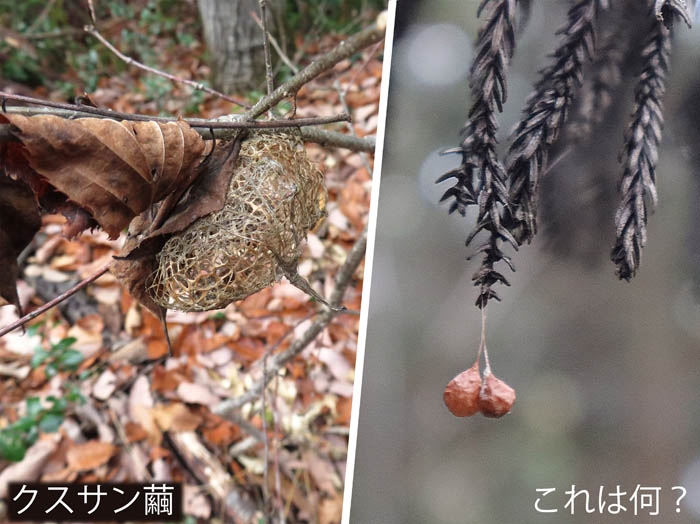 photo：クスリン繭：髻山