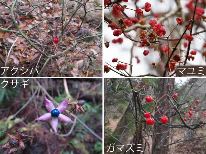 photo：実,アクシバ,マユミ,クサギ,ガマズミ：髻山