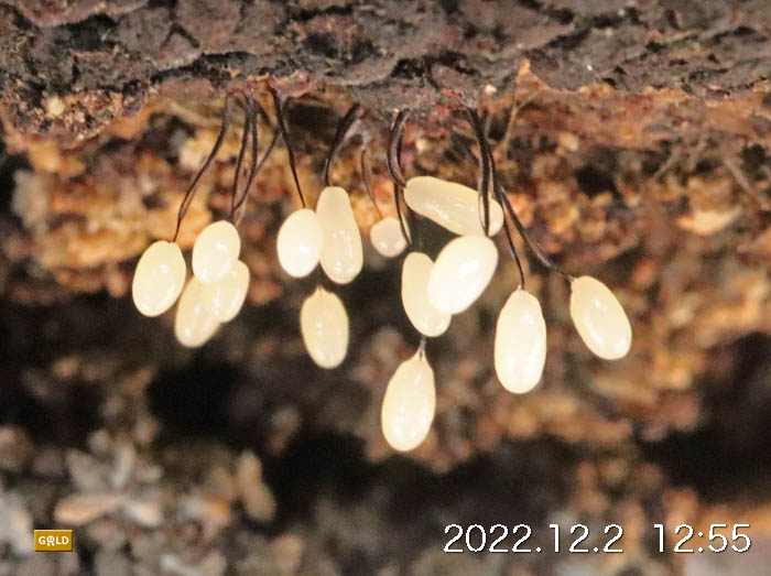1-20221202
