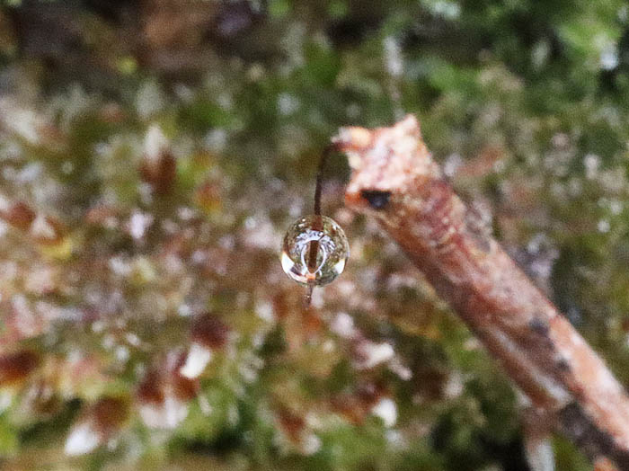 水玉：地附山
