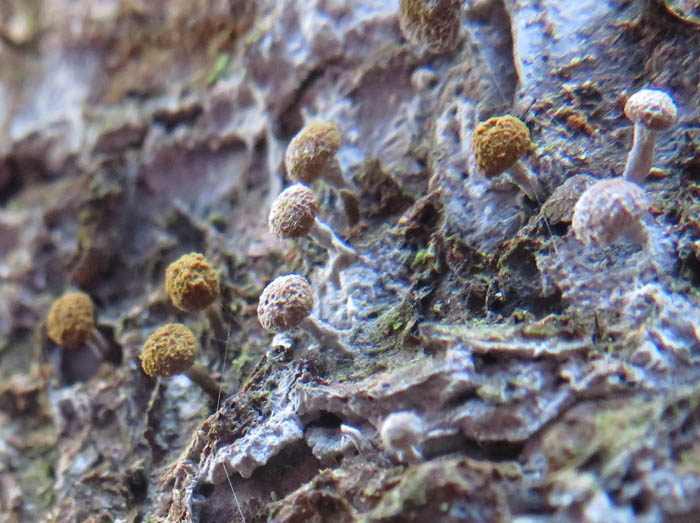 粘菌？：髻山