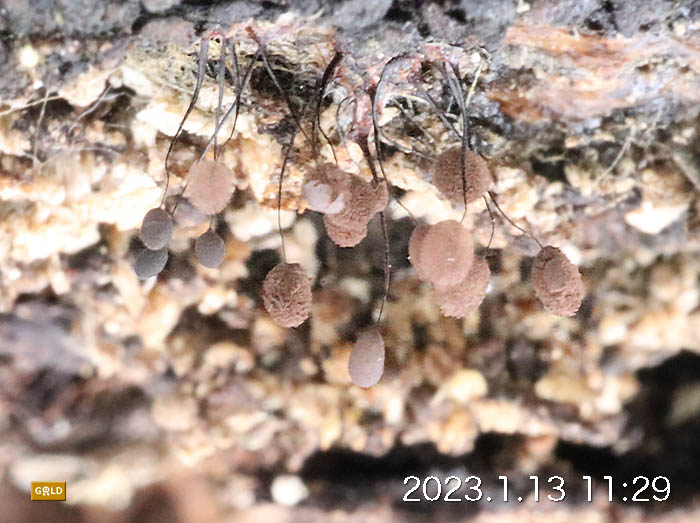変形菌・ヤリカミノケホコリのその後：髻山
