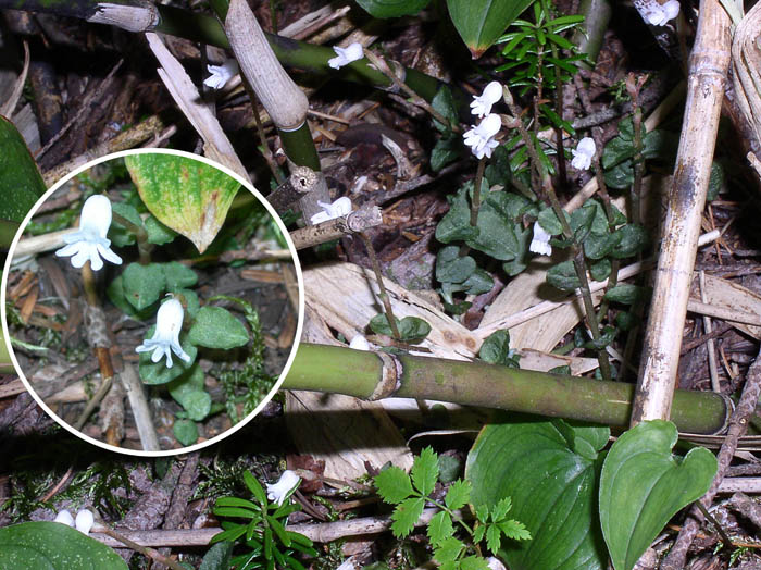 アリドウシラン