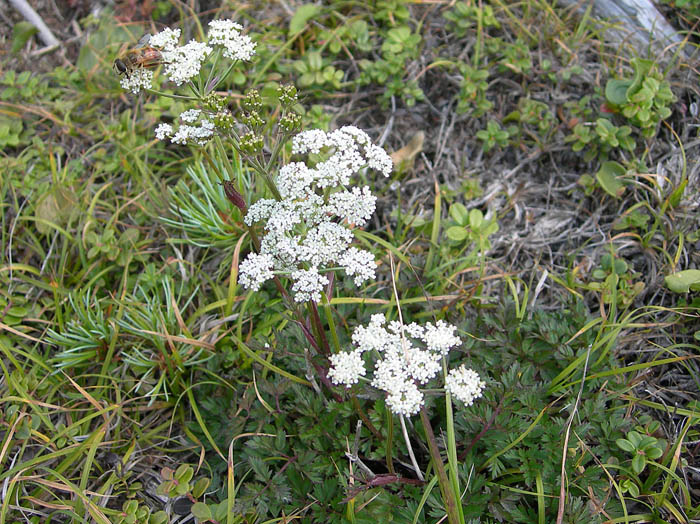 シラネニンジン