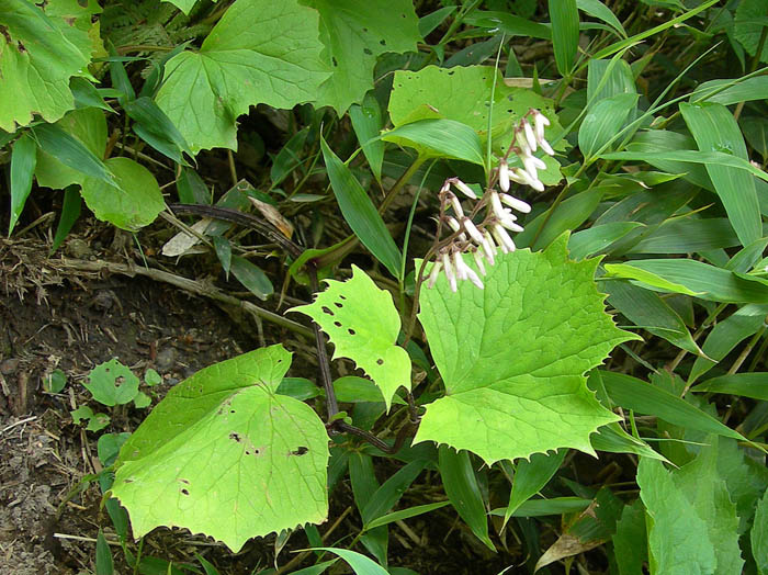 カニコウモリ蕾