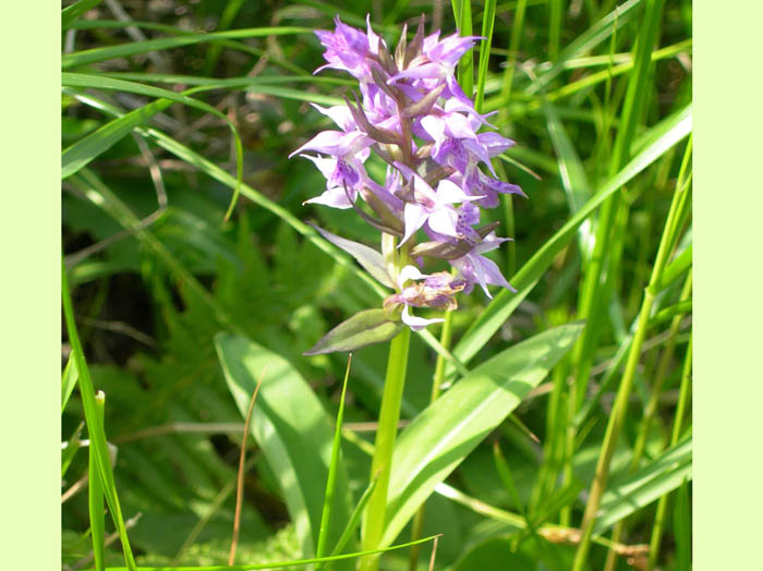 ハクサンチドリ