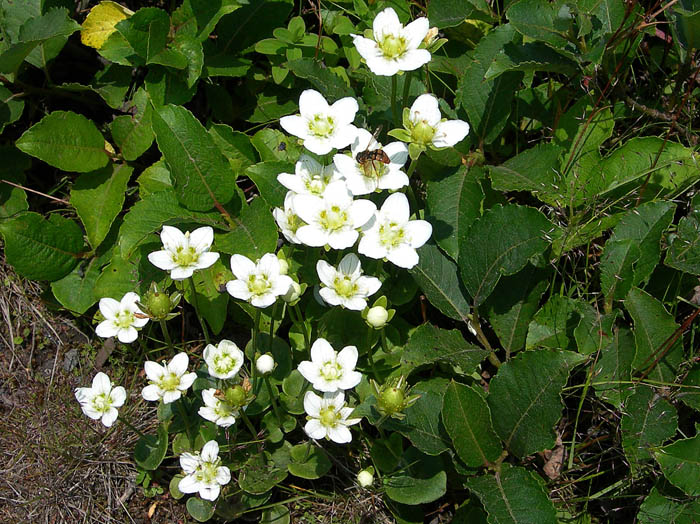 コウメバチソウ